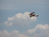 circus04d2 193.jpg (774007 bytes)